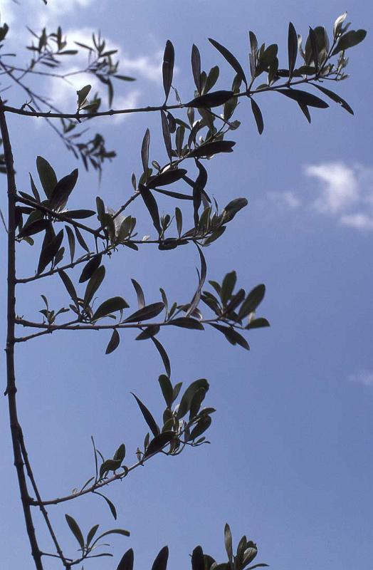 Italy 99 Olive Branch.jpg